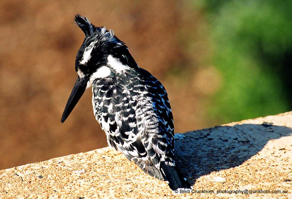 The Pied Kingfisher