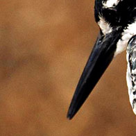 The Pied Kingfisher