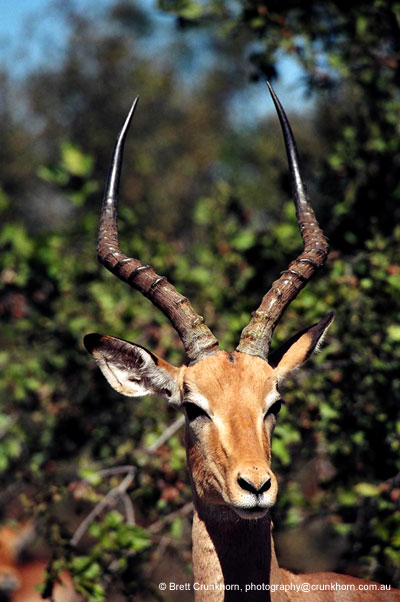 Impala buck