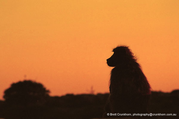 A baboon enjoys the sunset
