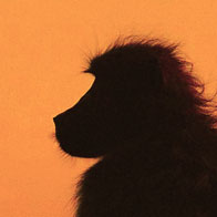 A baboon enjoys the sunset