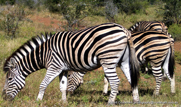 Zebra, kruger national park, South Africa