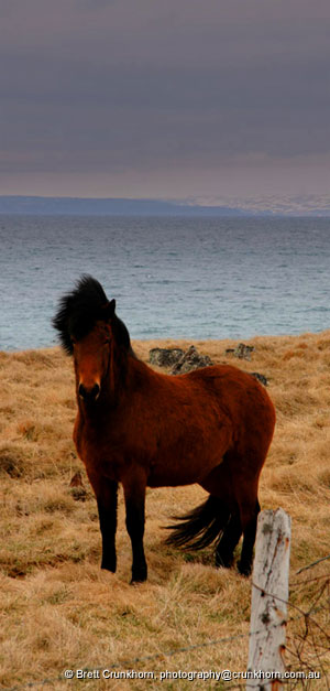 Icelandic horse with a foal