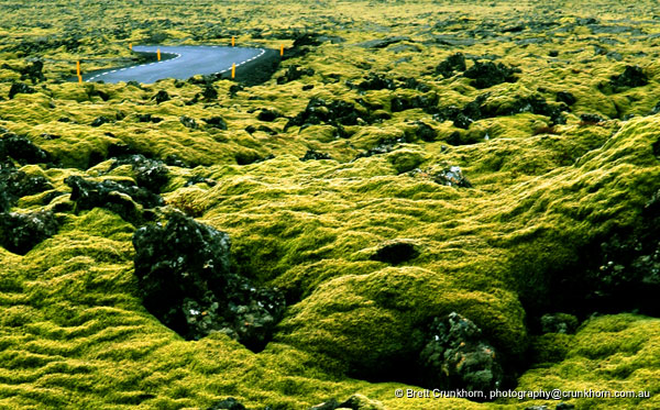 Green moss covers a lava field near the Blue Lagoon, Grindavík, Iceland