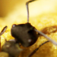 Honey Ant, Brisbane, Australia