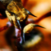 Honey Ant, Brisbane, Australia