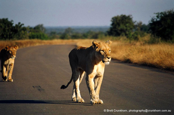 Two Lions on the move, Kruger National Park, South Africa