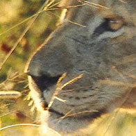 A Lion in the grass, Kruger National Park, South Africa